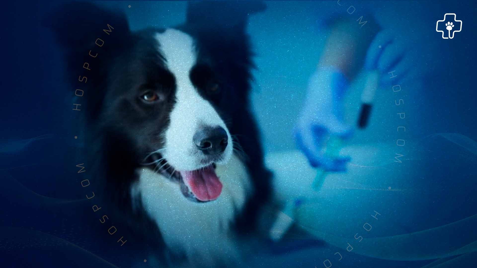 Interpretação de Exames Laboratoriais: A Chave para Diagnósticos Precisos na Medicina Veterinária